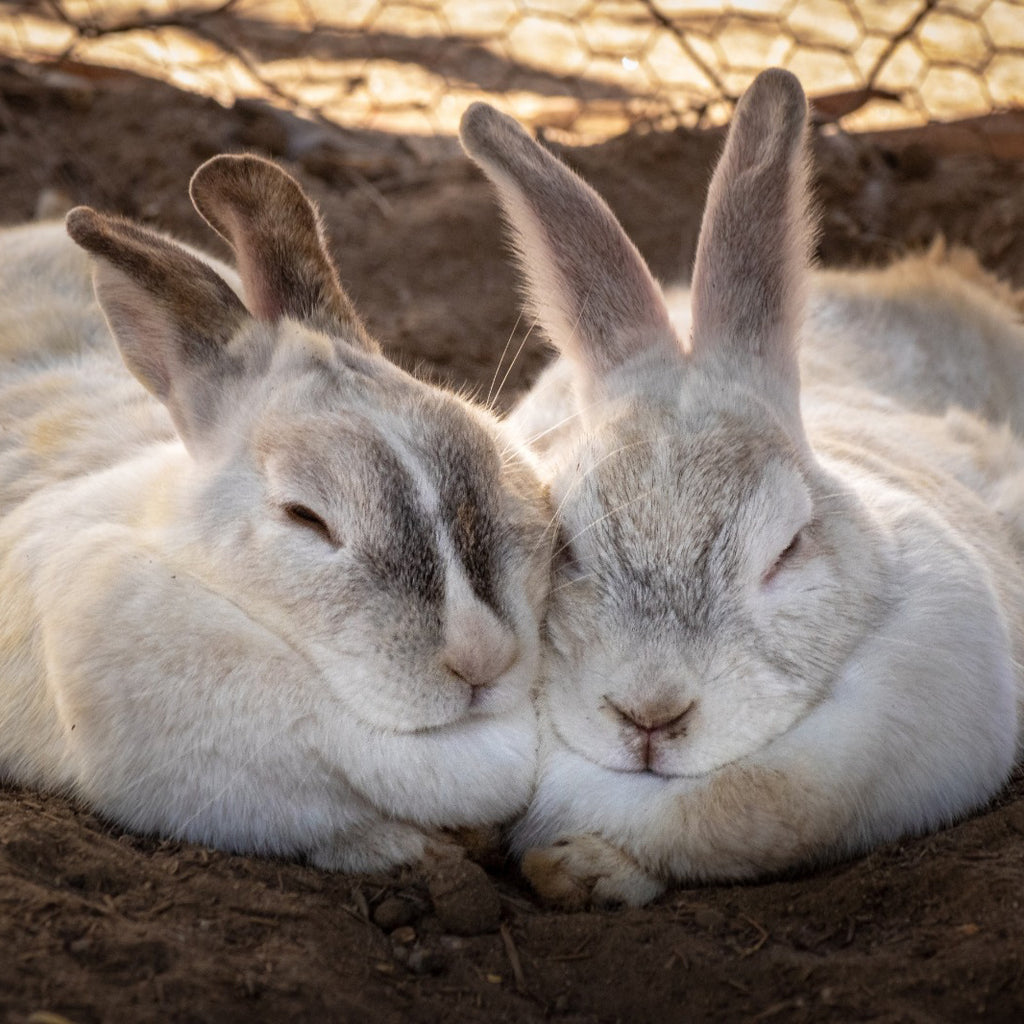 Tester des produits sur des animaux peut leur coûter la vie